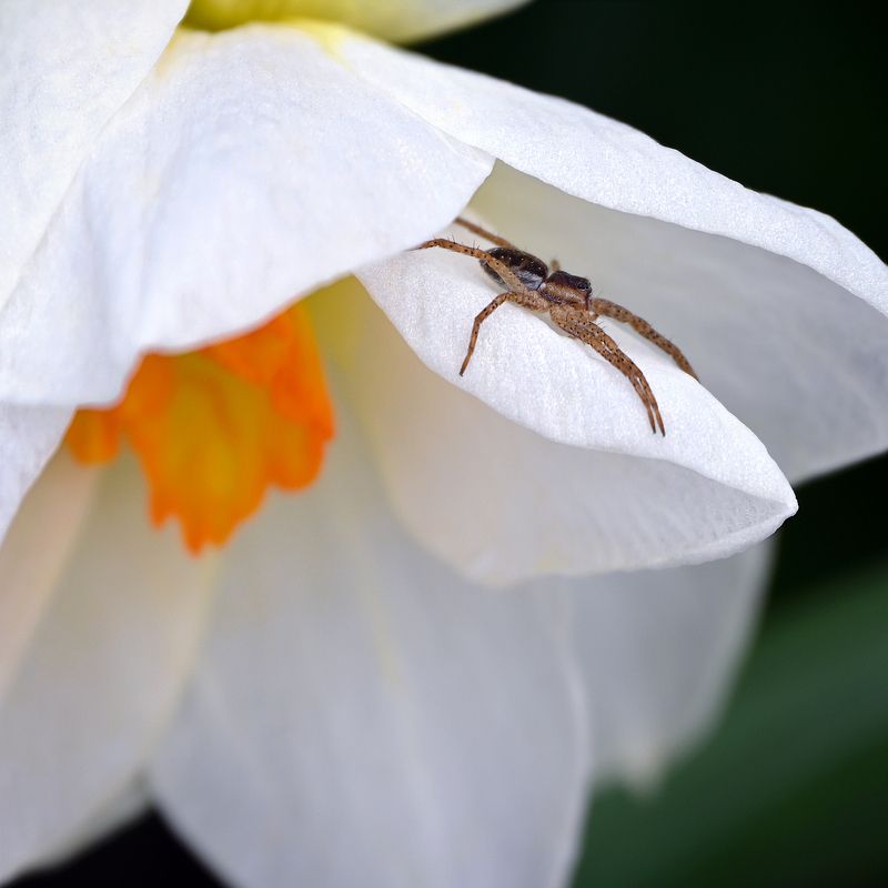 Весна фото превью