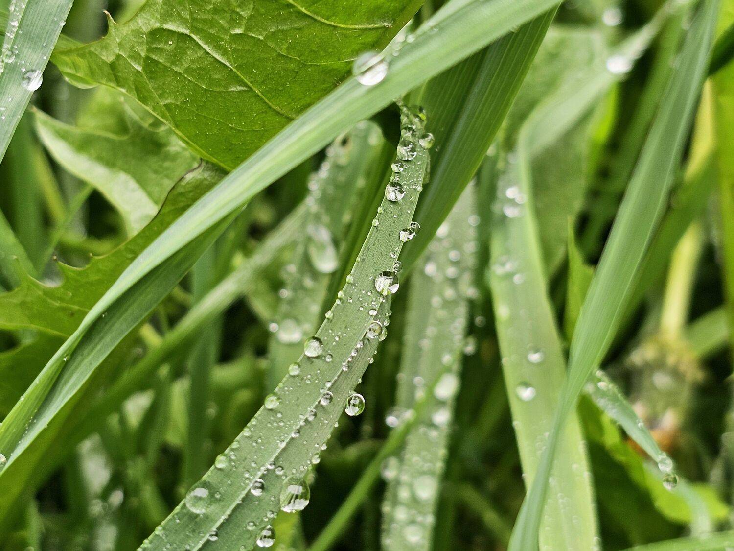 , Мария Яковлева