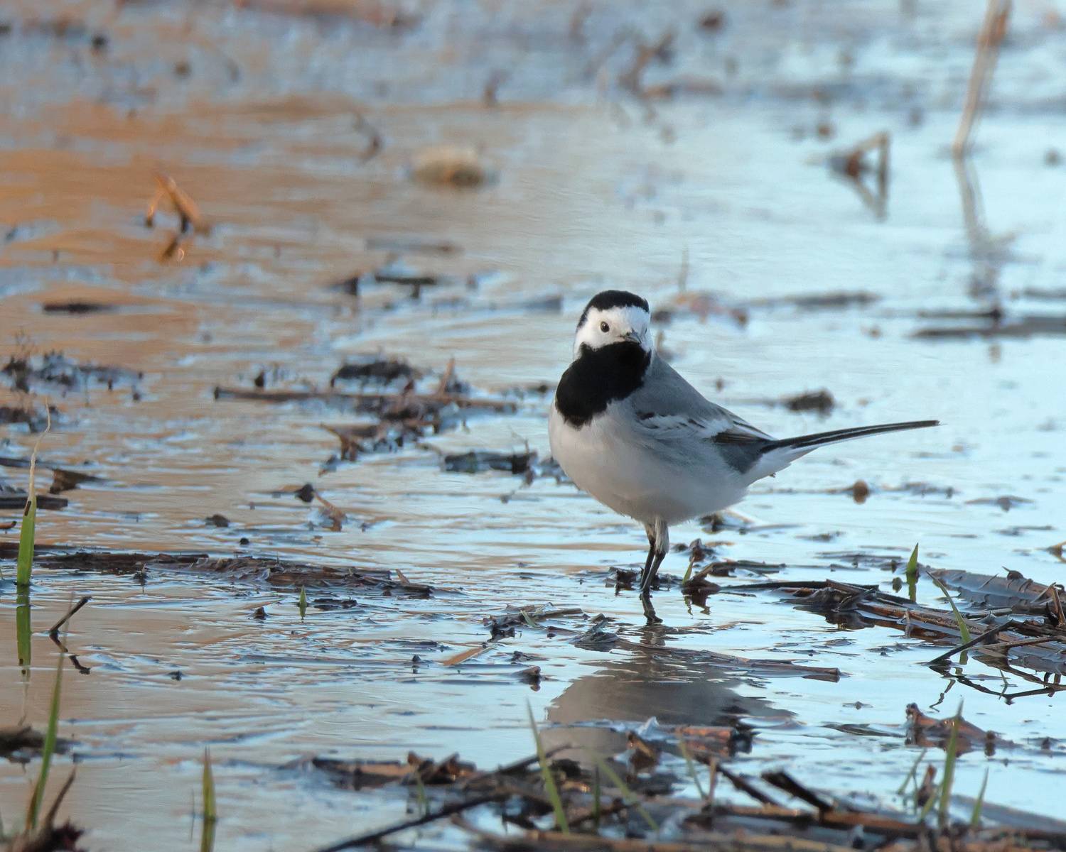 , Александр Титов