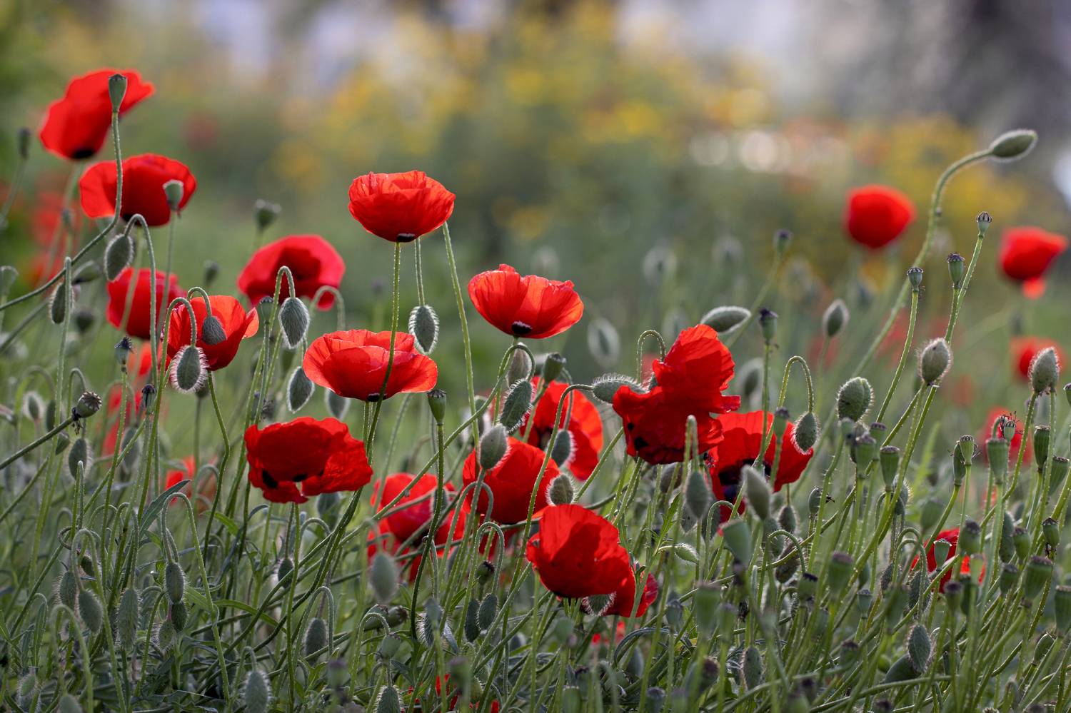 Мак, закат, бутон. стебель. , Татьяна Горбачева Маментьева