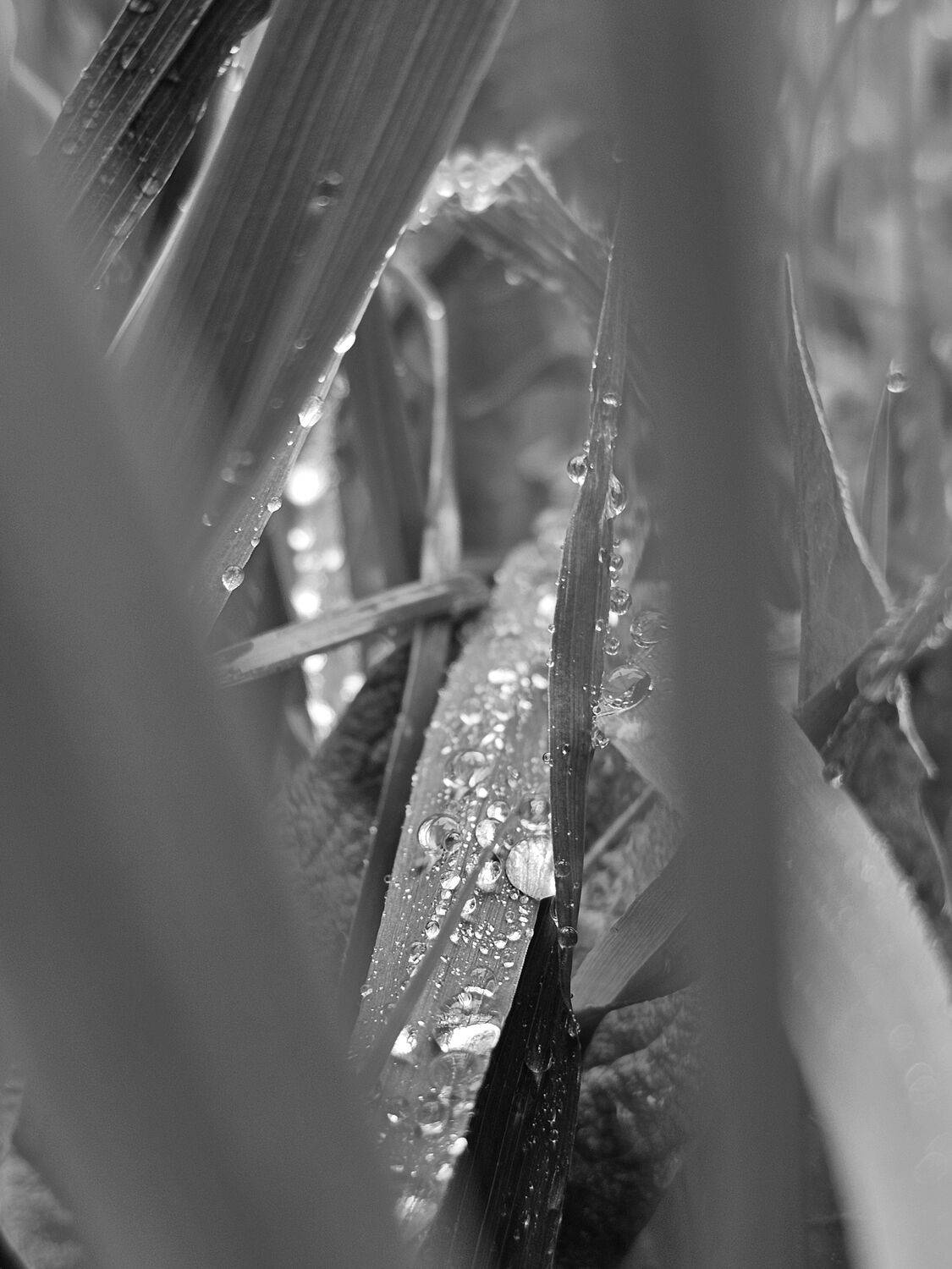 , Мария Яковлева