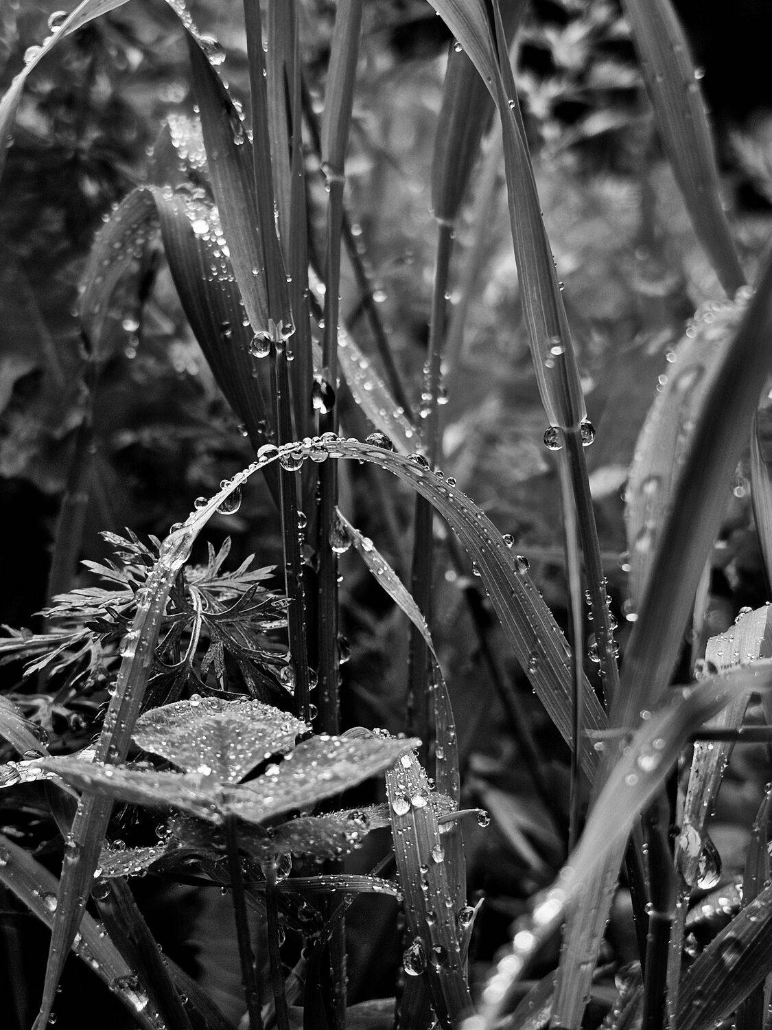 , Мария Яковлева