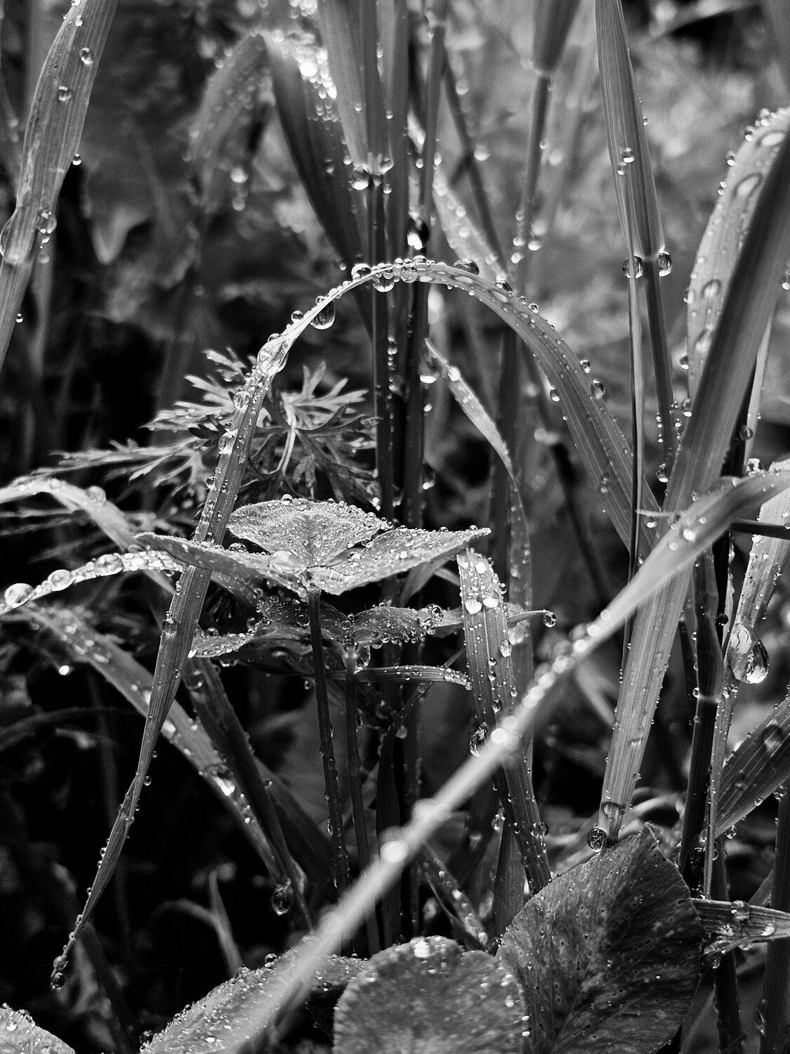 , Мария Яковлева