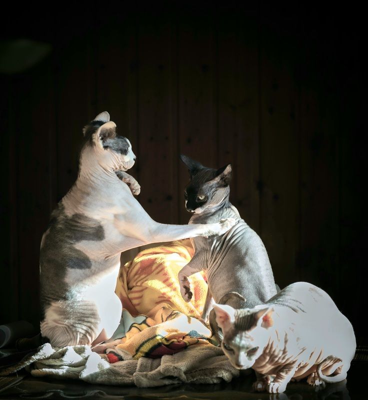 Животные  Утренние розборки   фото превью