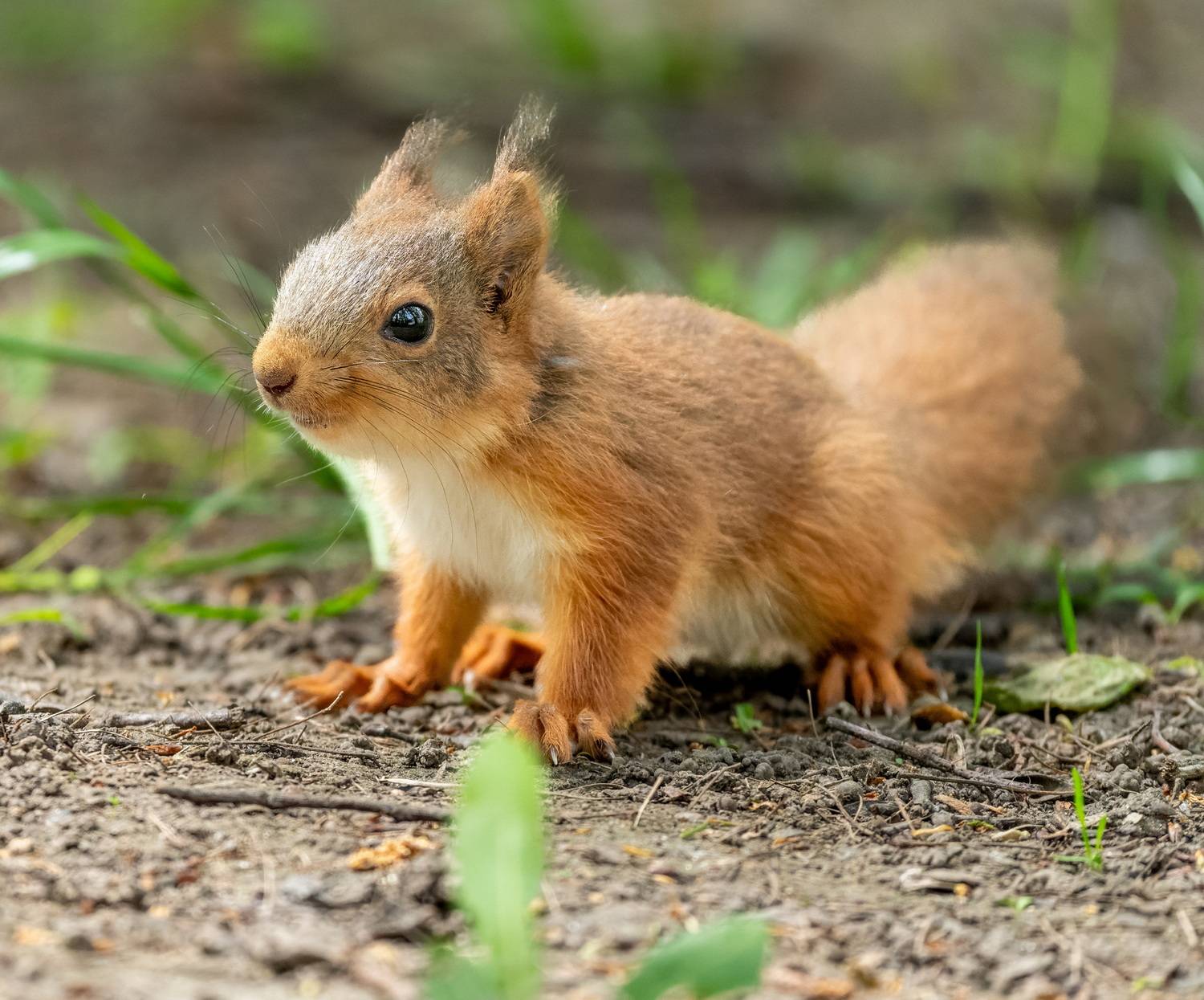 , Дэм Константин