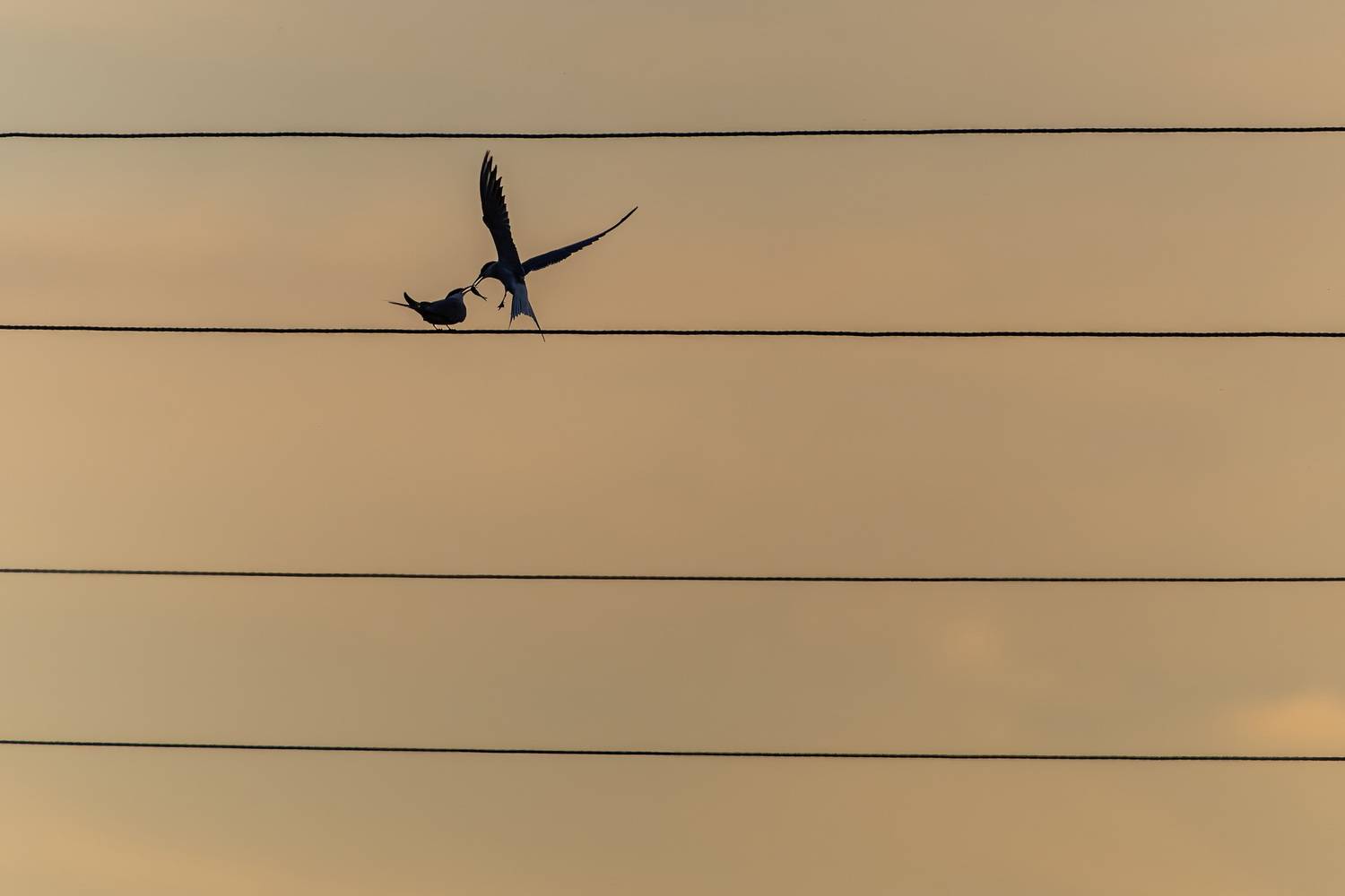 , Дэм Константин