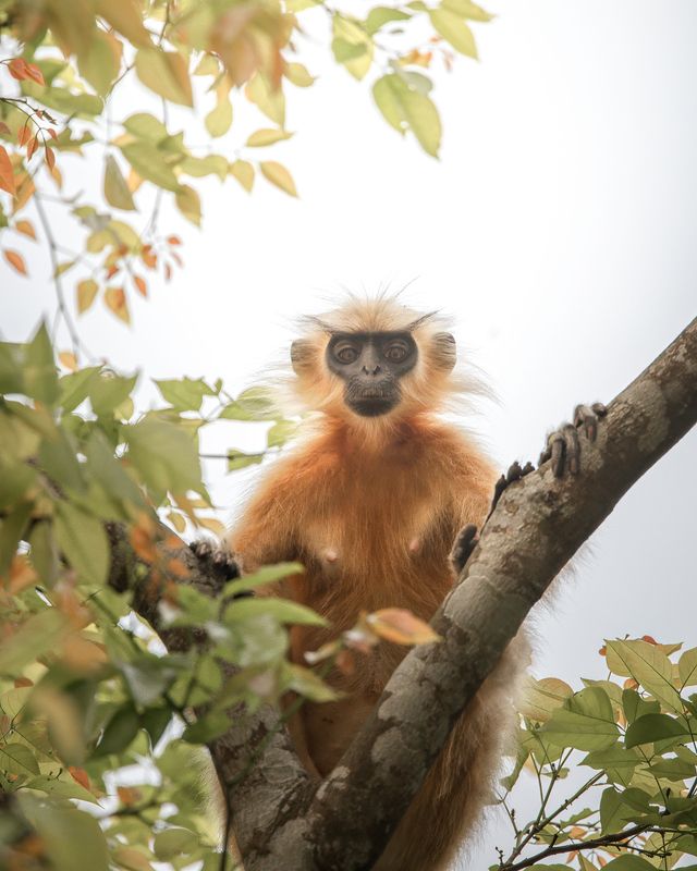 Gee’s golden langur фото превью