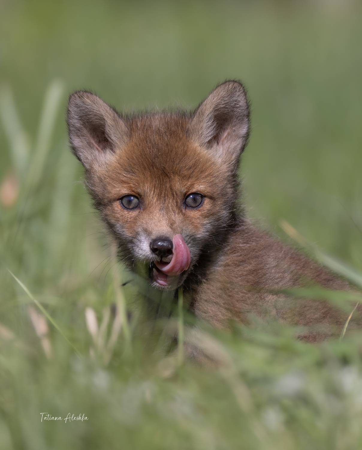 , Татьяна Алешка