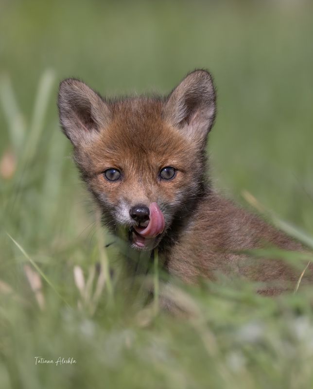 Лисёнок фото превью