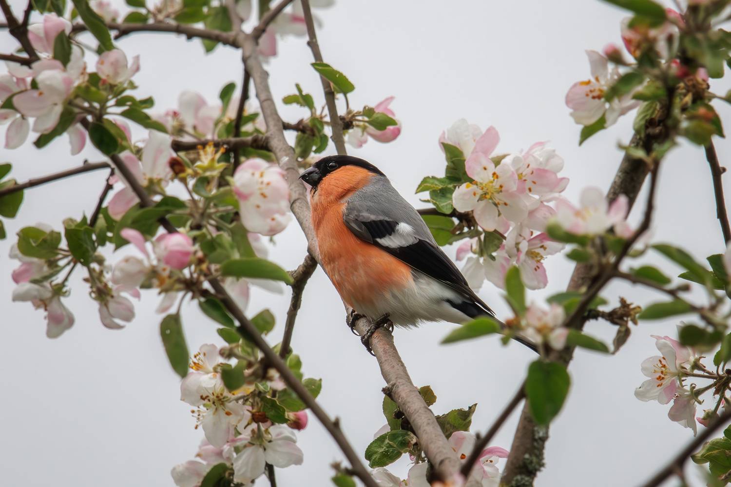 , Морозов Сергей