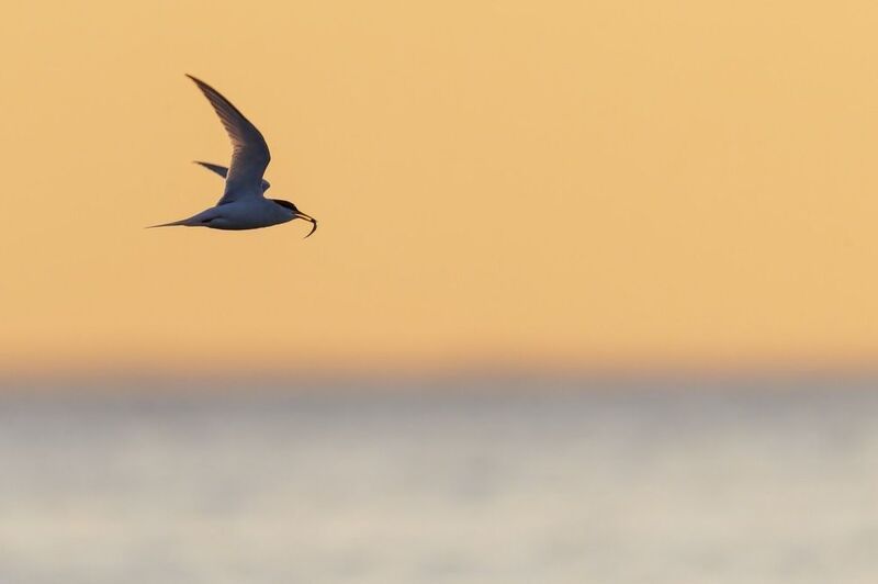 речная крачка, крачка, птицы, чайка Речная крачка фото превью