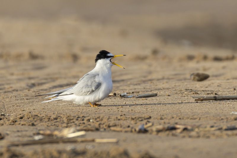 малая крачка, крачка, птицы, чайка Брачные ухаживания фото превью