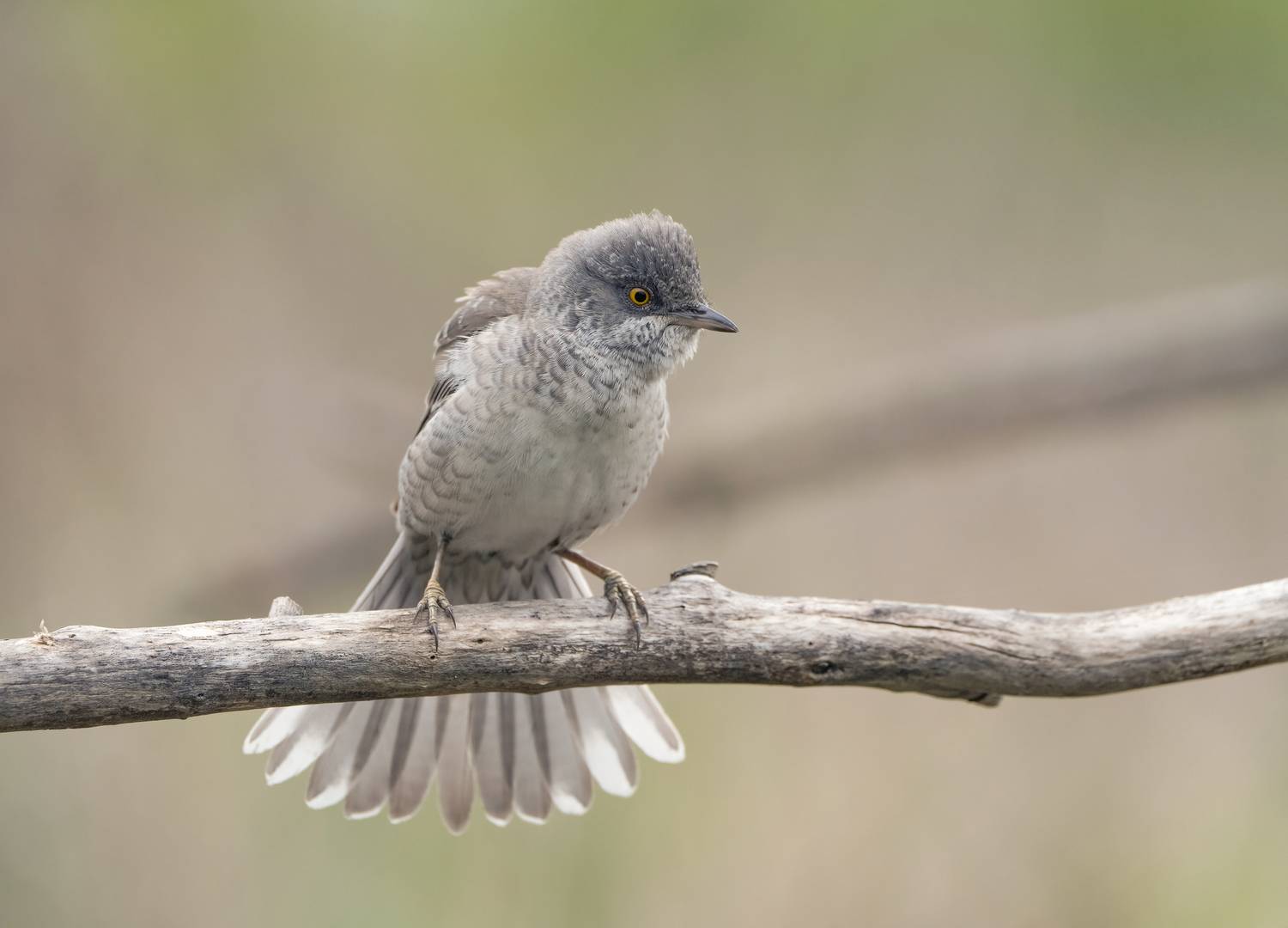 птицы,природа, весна, Андрей Киселёв