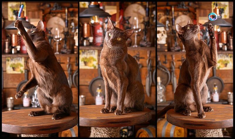 Корица фото превью