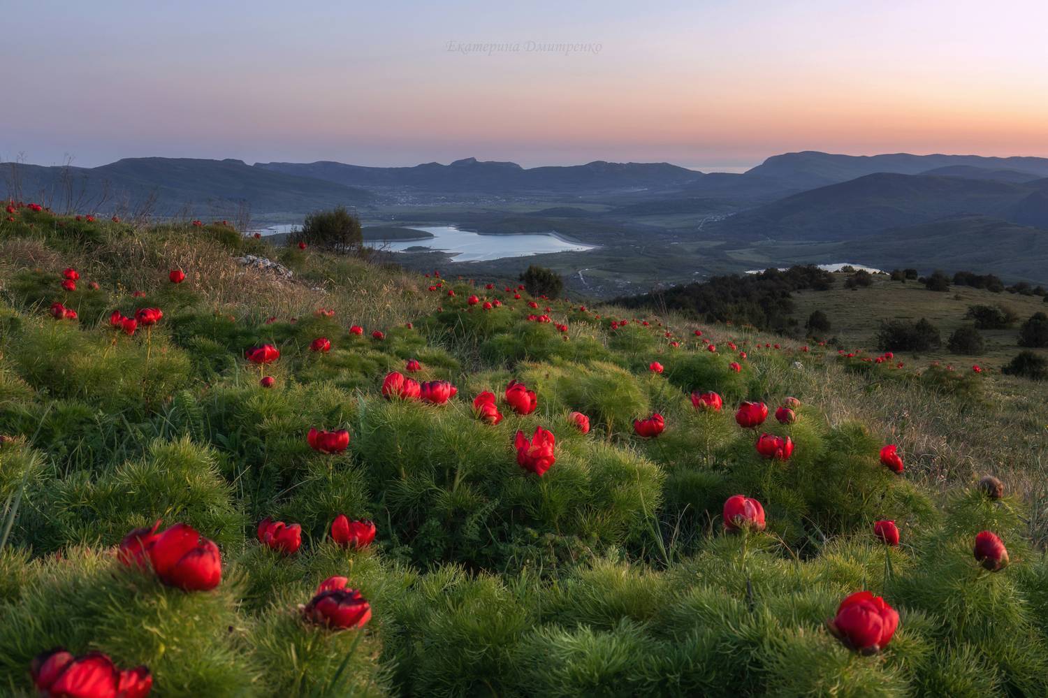 крым, бечку, севастополь, закат, весна, цветы, пионы, горы, пейзаж, Дмитренко Екатерина