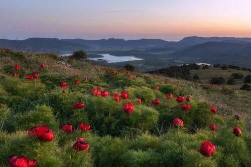 В царстве пионов