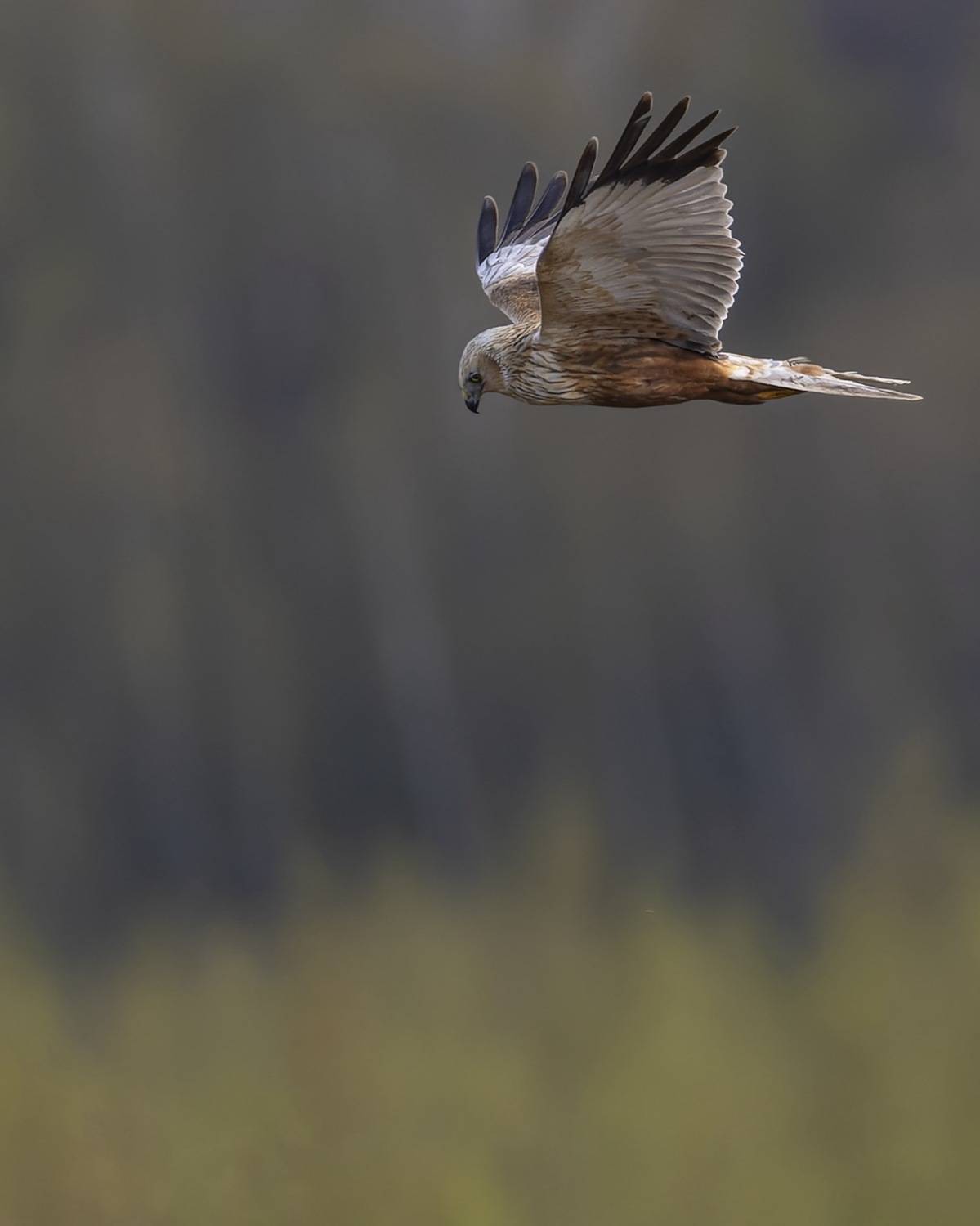 болотный лунь, лунь, птицы, ястреб, Руслан Pl