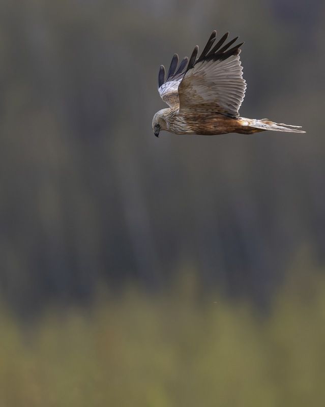 болотный лунь, лунь, птицы, ястреб Болотный лунь фото превью