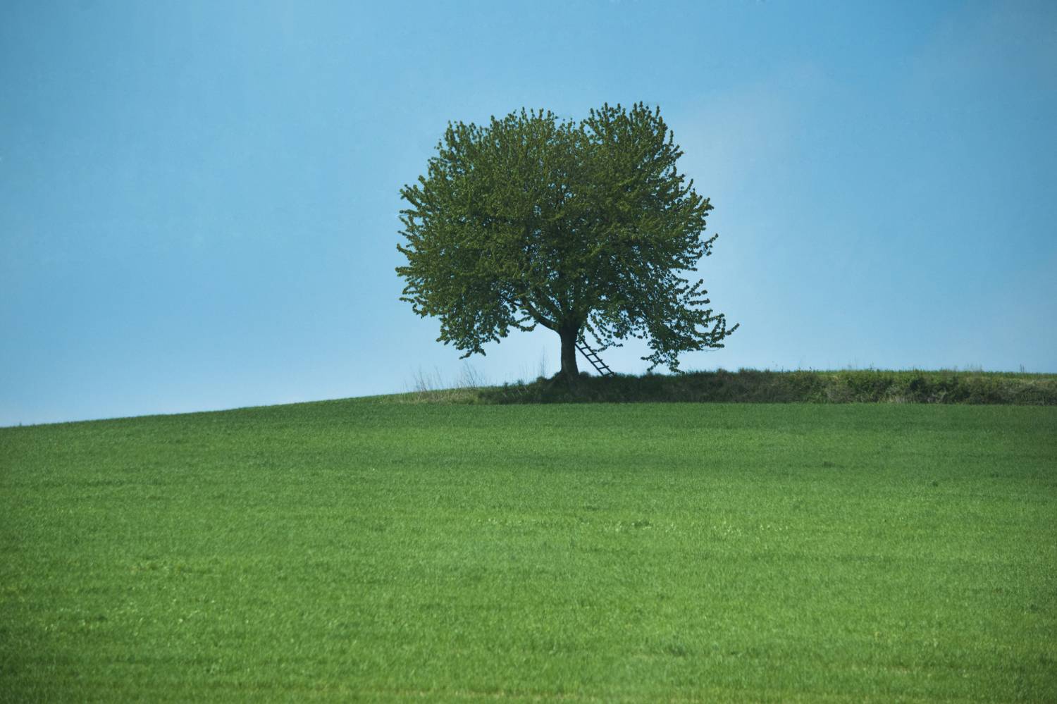 , Дмитрий Демидов