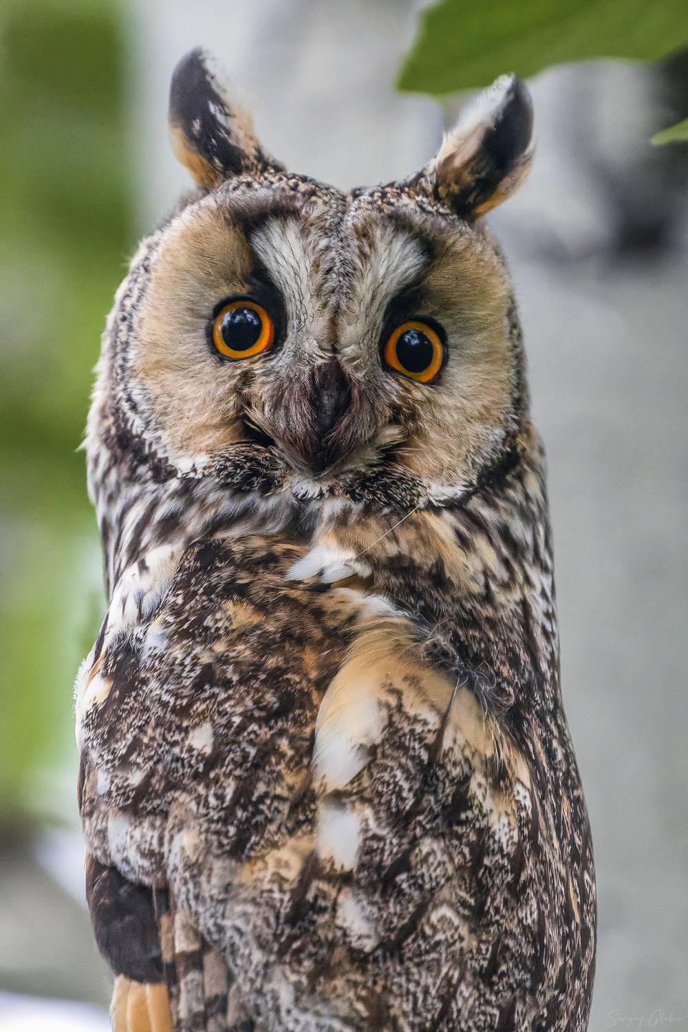 ушастая сова, птицы, пернатые, Глебов Сергей