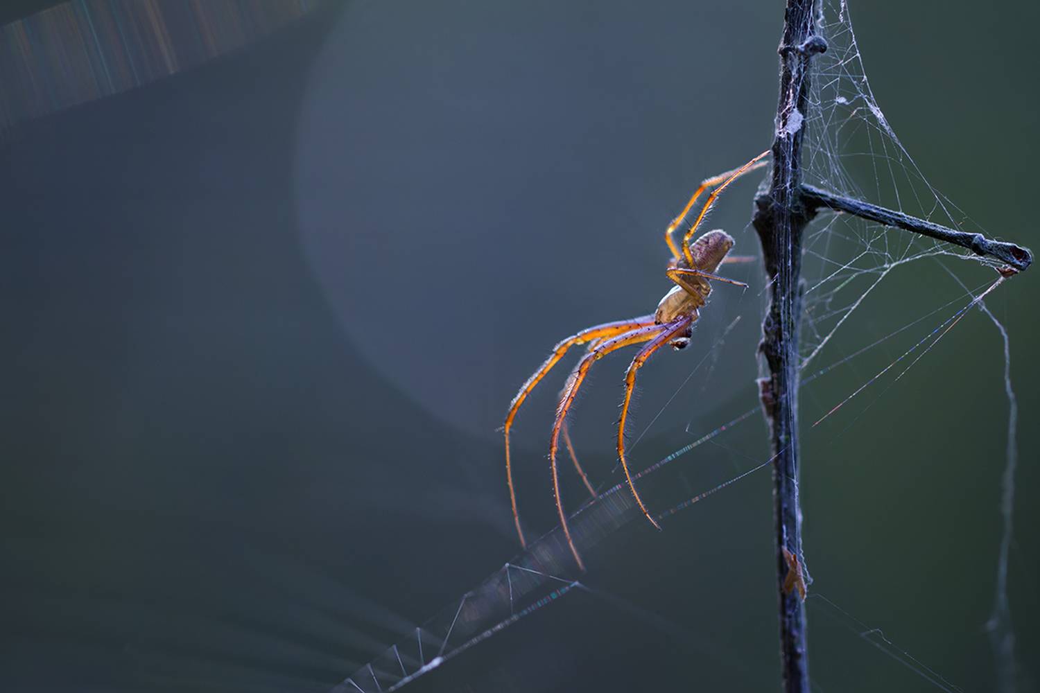 макро, паук, macro, spider, Хилько Марина