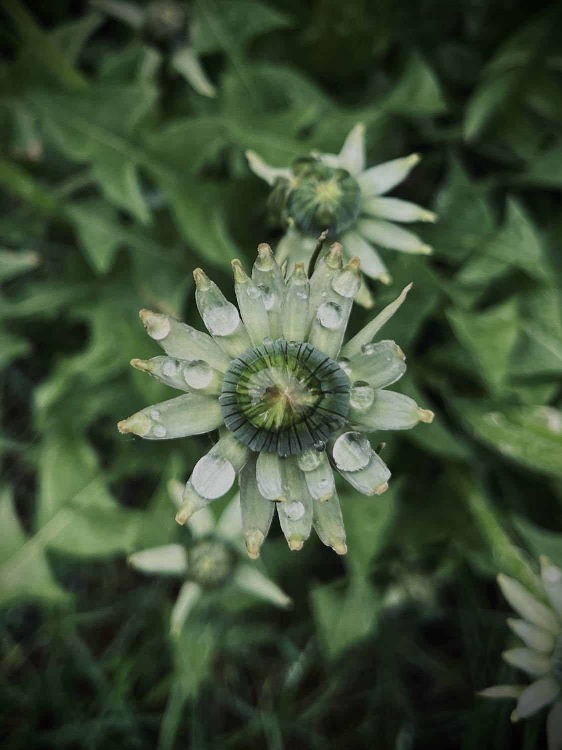 , Бравичева Анастасия