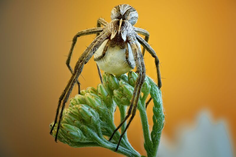 Пизаура фото превью