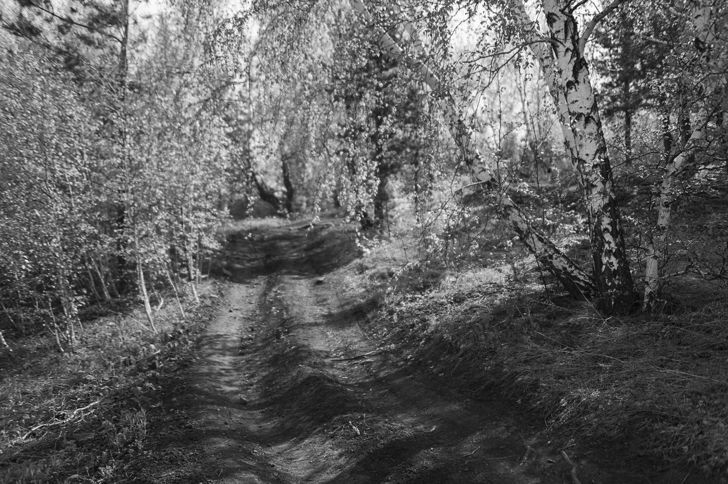 березовый, лес, Андреева Светлана