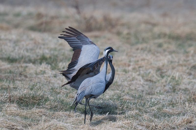 История любви фото превью