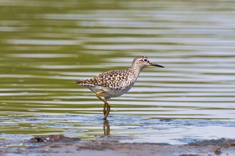Два этюда в пастельных тонах фото превью