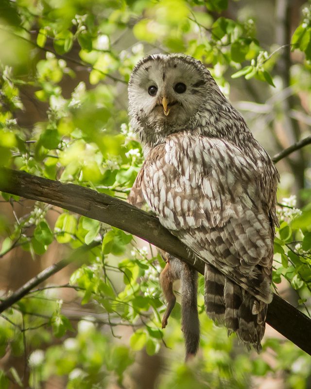 уральская неясыть, длиннохвостая неясыть Уральская неясыть с добычей фото превью