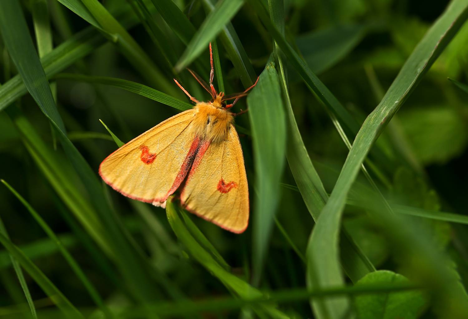 насекомые, бабочка, медведица, луговая, Борис Новиков
