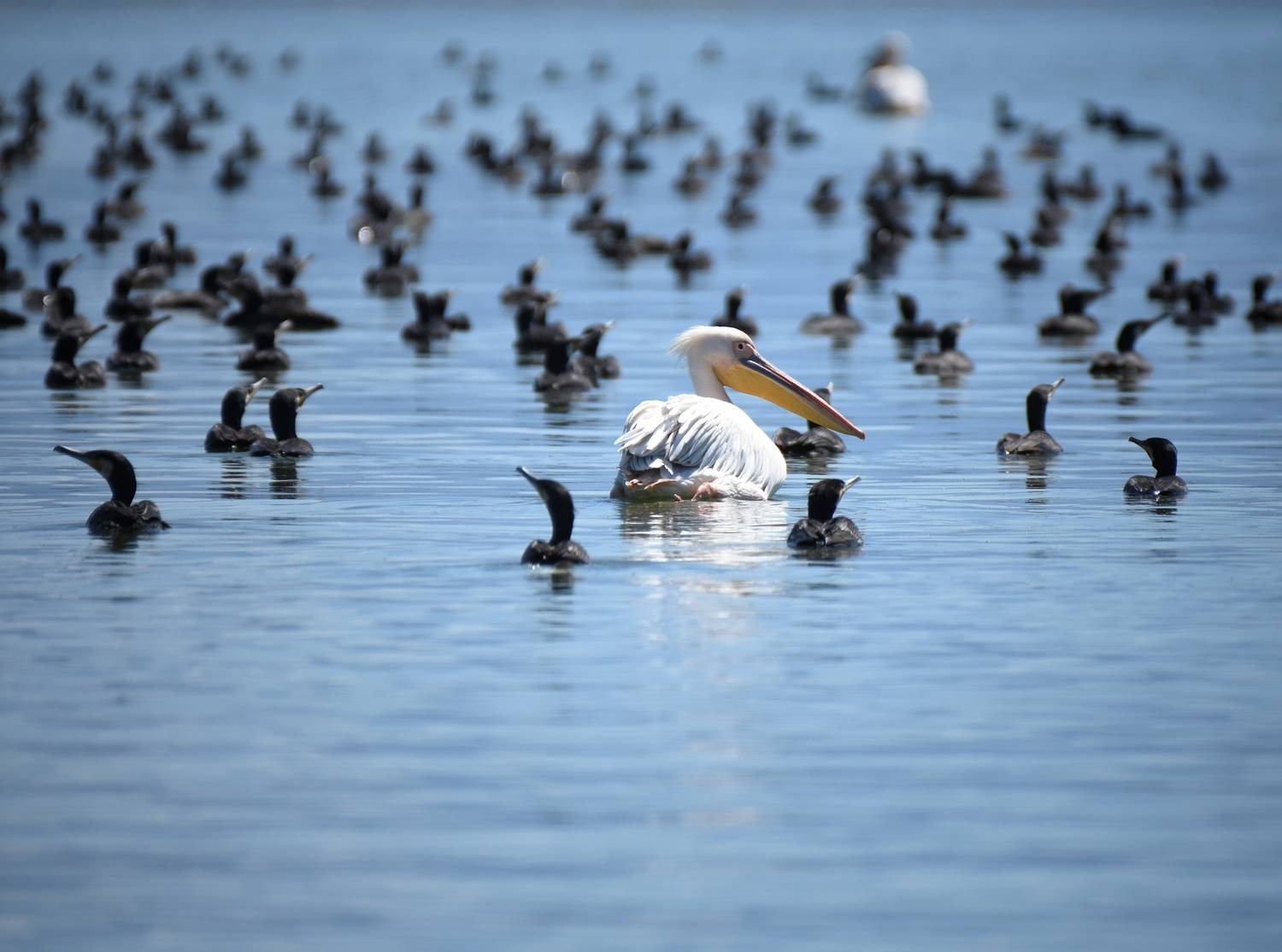 , Герчев Николай