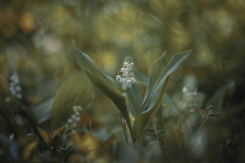 Жемчужинки весны фото превью