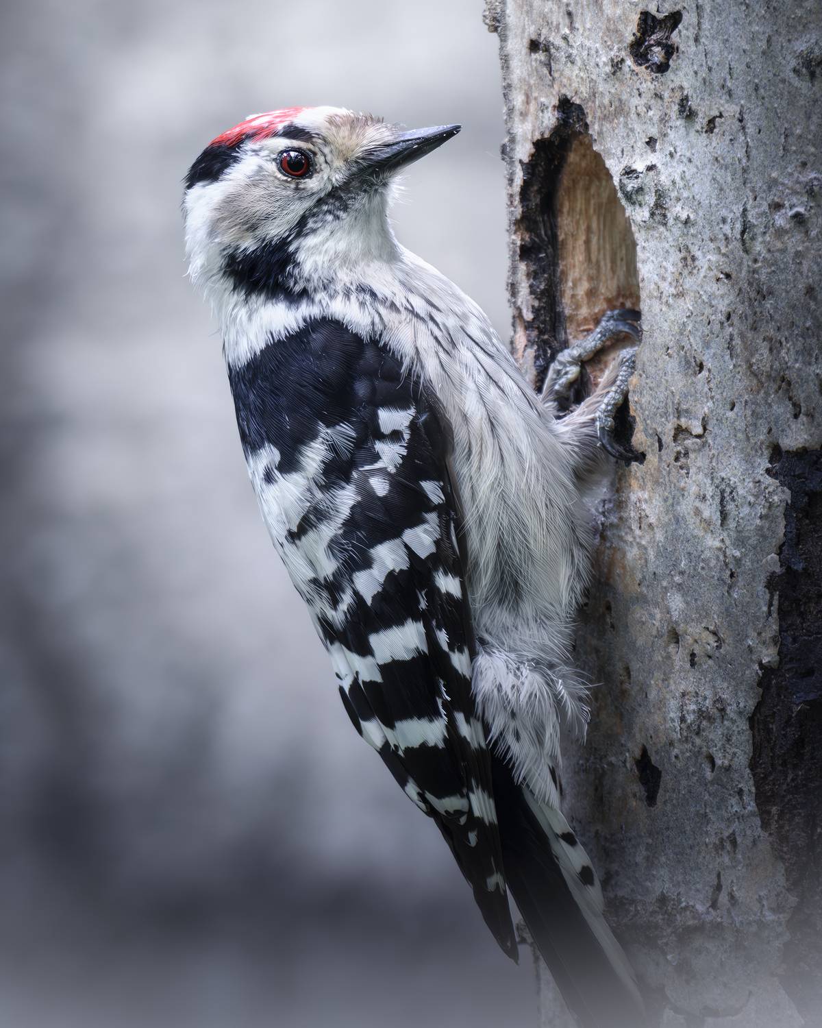, Поляков Михаил