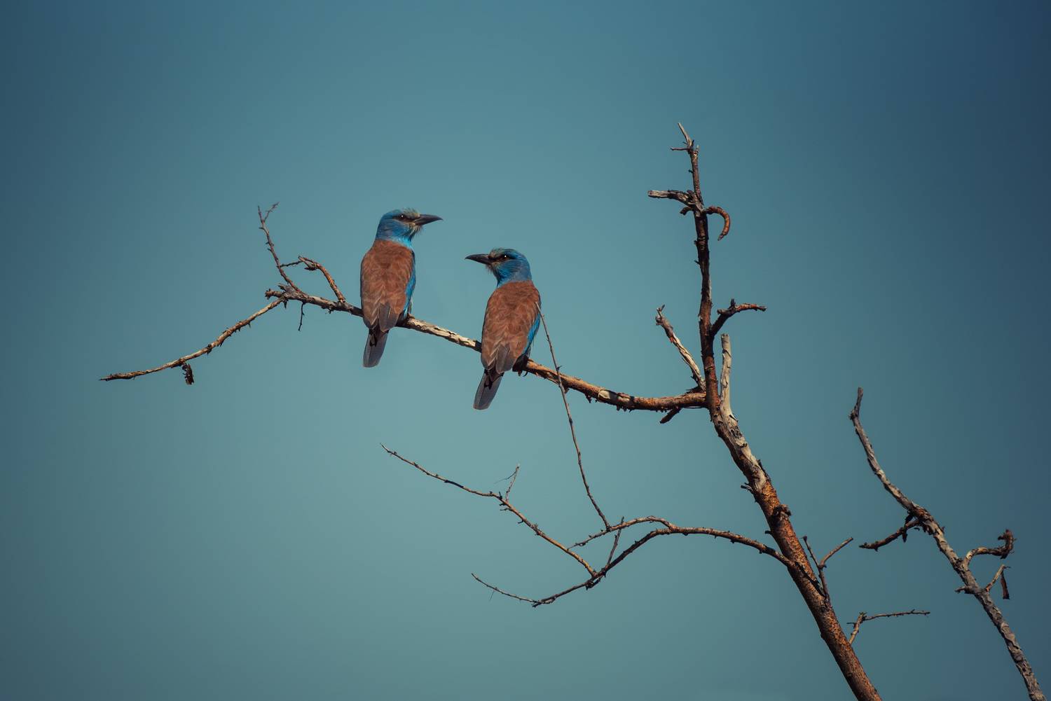 , Рагинская Ольга