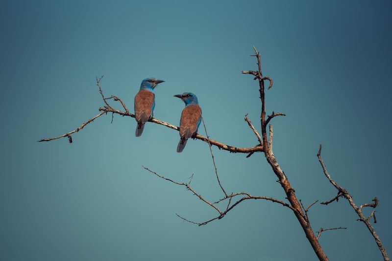 Сизоворонки. Казахстан. фото превью