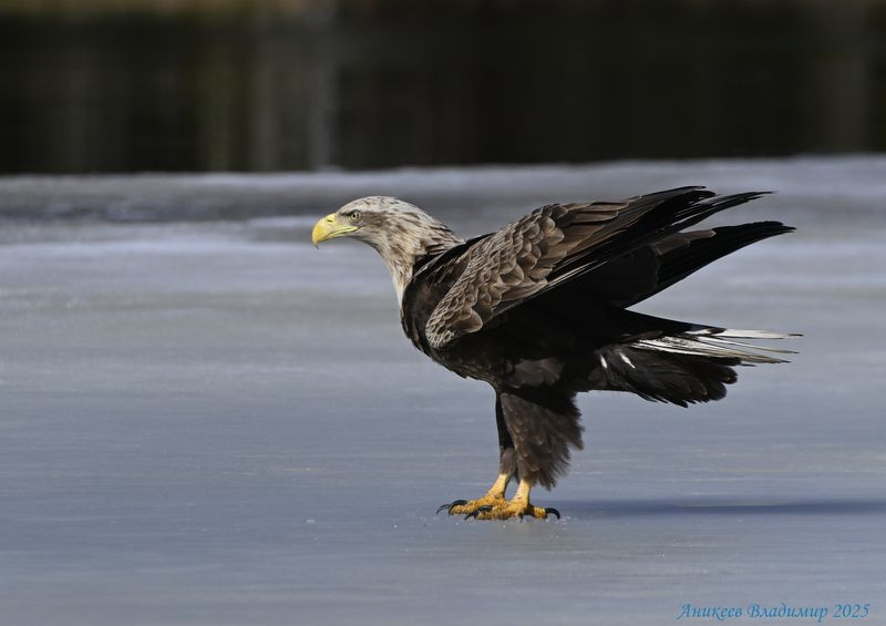 Орланчик фото превью