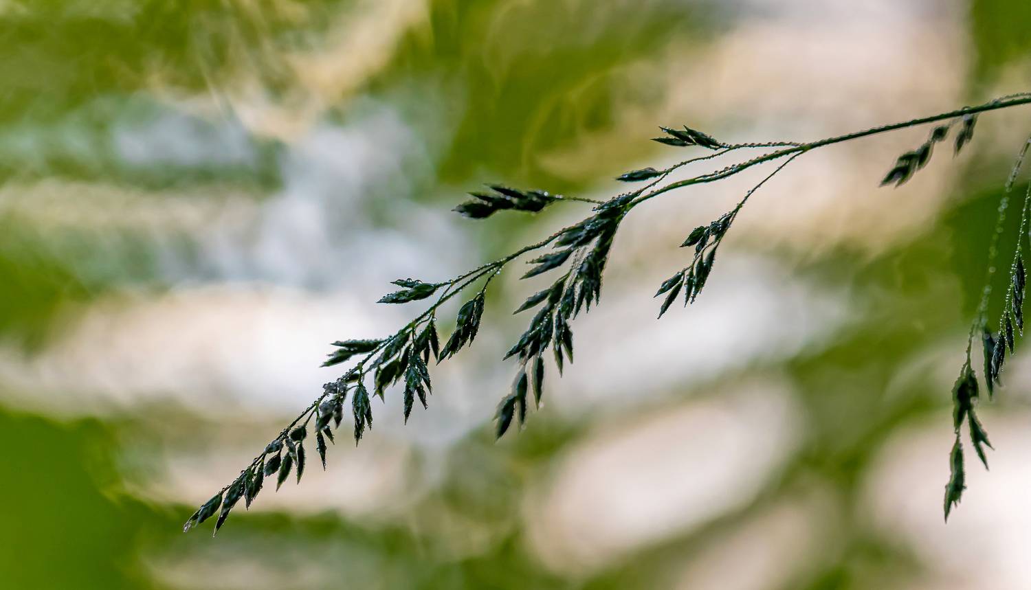 , Подосинников Максим