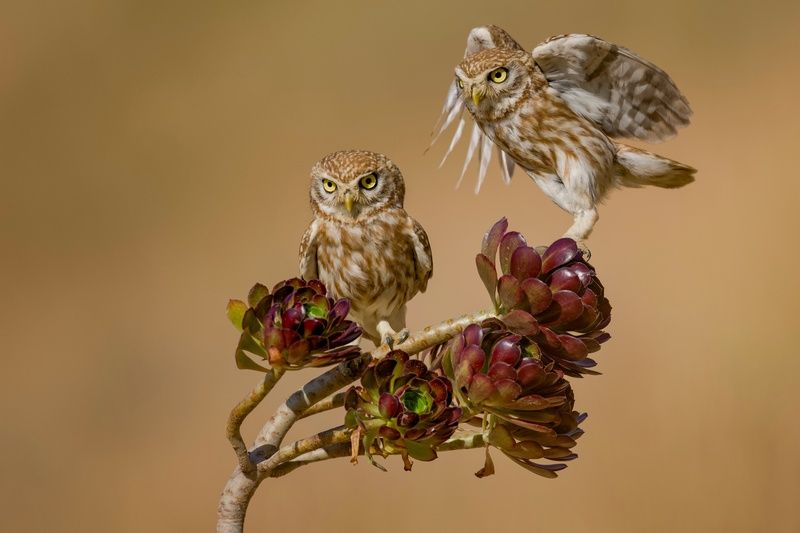 Little owls  фото превью