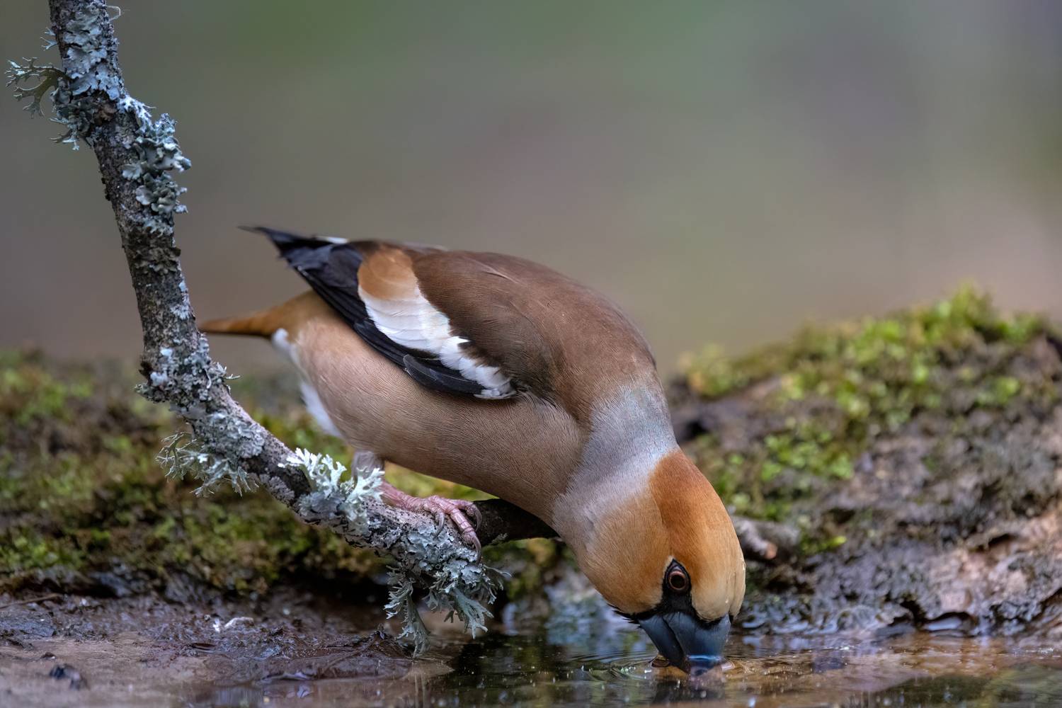 дубонос, Марат Кучкаев