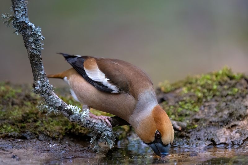 дубонос На водопое... фото превью