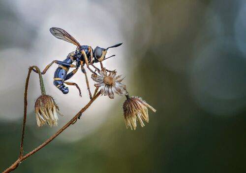 Спящая муха