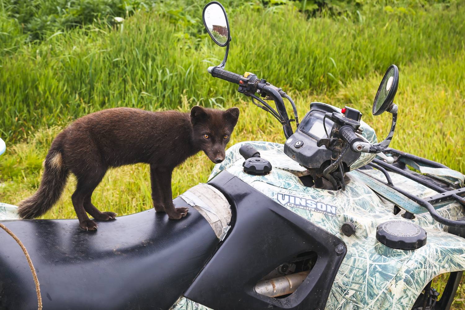 берингийский голубой песец, квадроцикл, остров беринга, Уткин Дмитрий