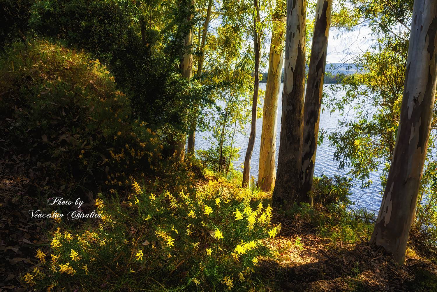 #природа #живописно #поход #пейзаж #тишина #свежийвоздух #диканатура #поток #зелень #вода #природнаямагия #nature #mountainstream #greenescape #hikingadventures #naturevibes #wildwater #earthmood #sereneviews #landscape_lovers #wanderlust #freshair #calmp, Veaceslav Chisalita