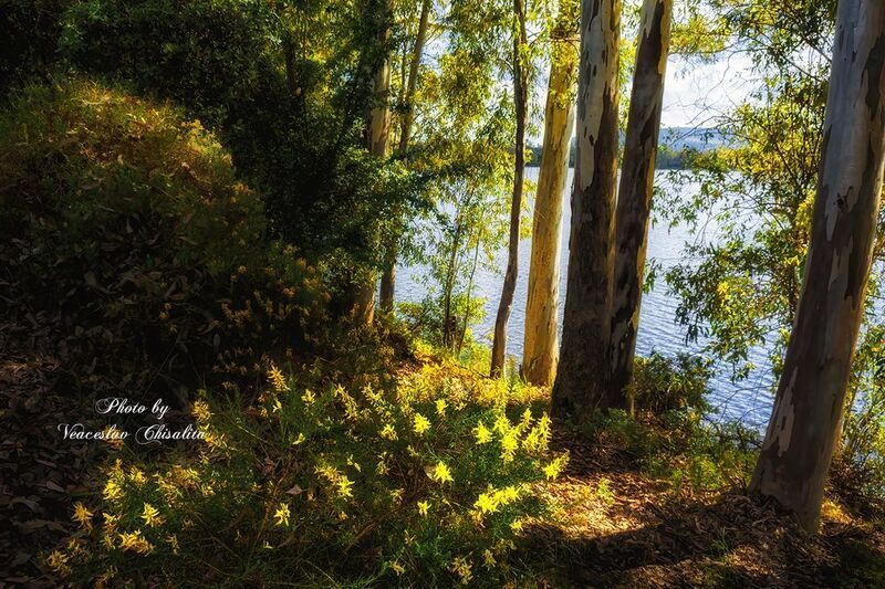 #природа #живописно #поход #пейзаж #тишина #свежийвоздух #диканатура #поток #зелень #вода #природнаямагия #nature #mountainstream #greenescape #hikingadventures #naturevibes #wildwater #earthmood #sereneviews #landscape_lovers #wanderlust #freshair #calmp Солнечный день на берегу  реки... фото превью