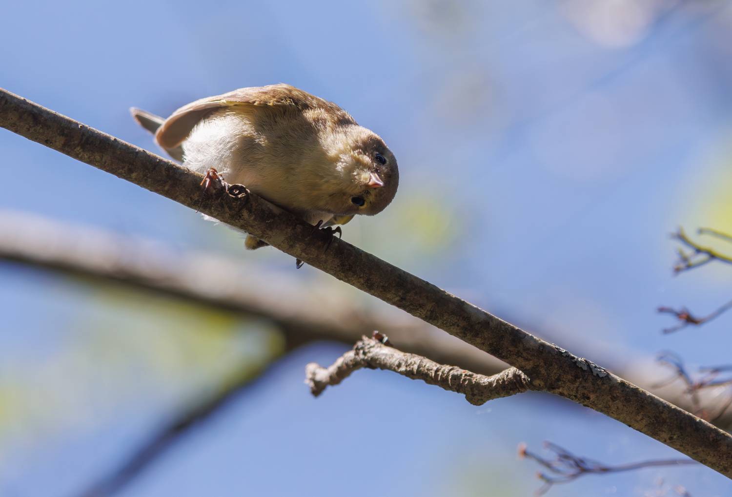 пеночка, теньковка, птица, любопытство, ветка, весна, Светлана Холодняк
