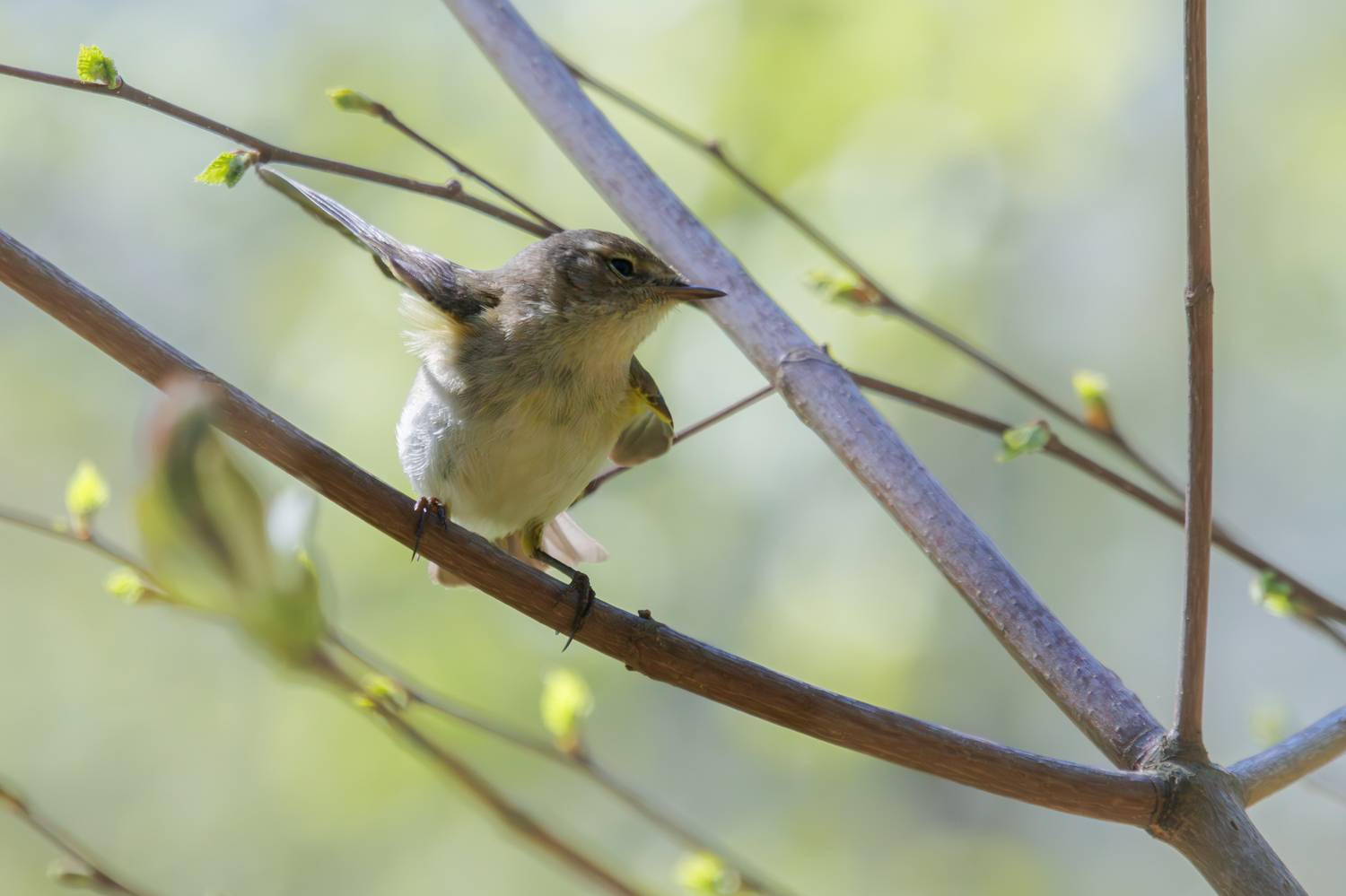 пеночка, теньковка, птица, ветка, весна, Светлана Холодняк