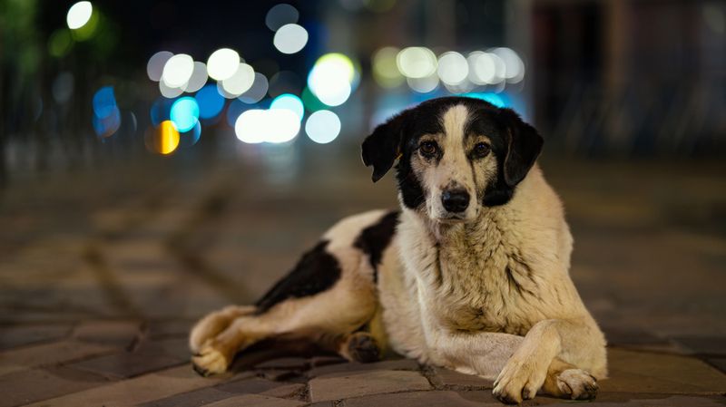 Собака фото превью