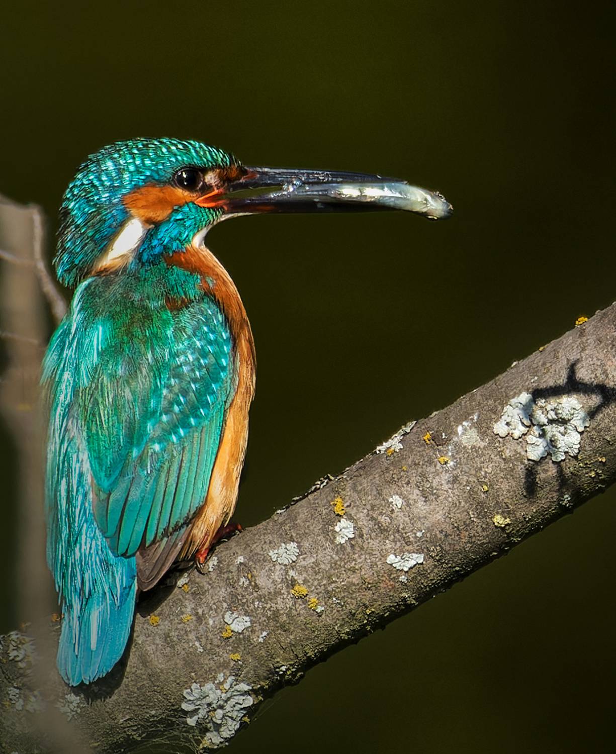 , Фото Александр